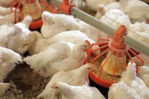 Come nutrire i polli da carne a casa per una crescita rapida