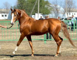Caratteristiche e regole per mantenere i cavalli della razza Budyonnovsk e il loro prezzo