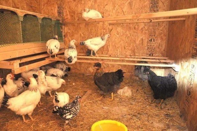 ventilation in the chicken coop