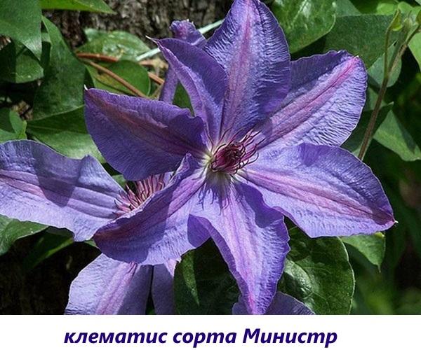 Clematis ministras