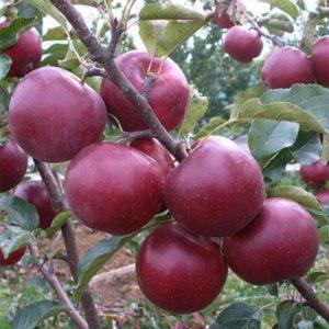 Description and characteristics of the Florina apple tree, planting and care rules