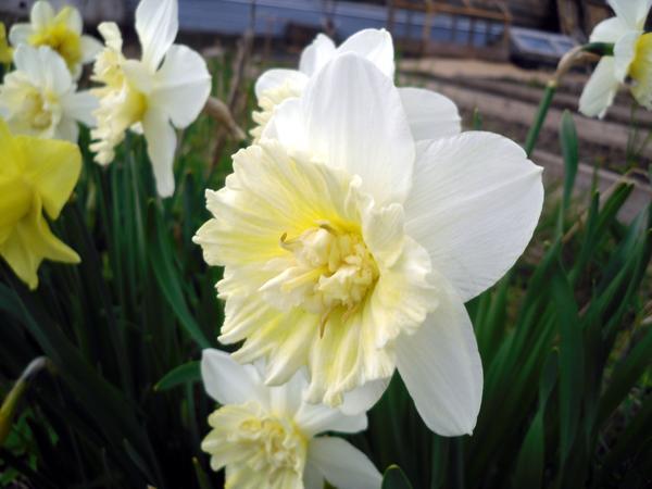daffodil obdam