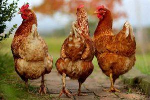 Περιγραφή και χαρακτηριστικά των κοτόπουλων sasso, κανόνες και χαρακτηριστικά του περιεχομένου