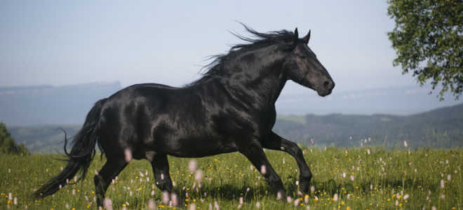 Raça de cavalls Karachai