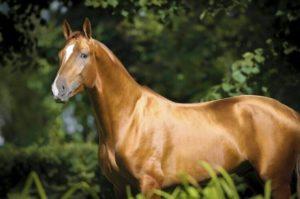 Don-hevosrotujen kuvaus ja ominaisuudet, sisällön ominaisuudet
