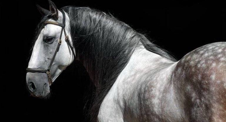 Andalusisches Pferd