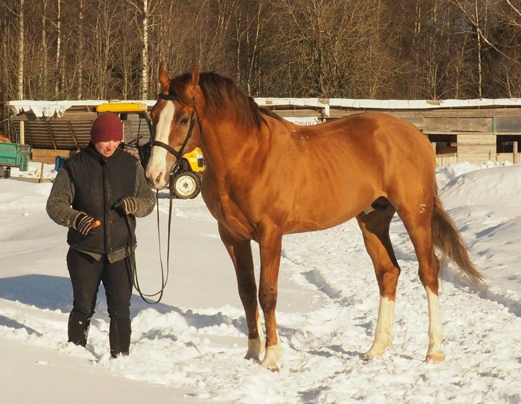 Budyonnovskaya veislės arkliai