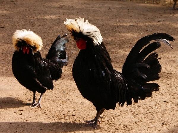 Dutch chickens