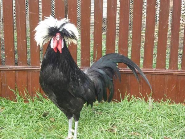 beautiful cock