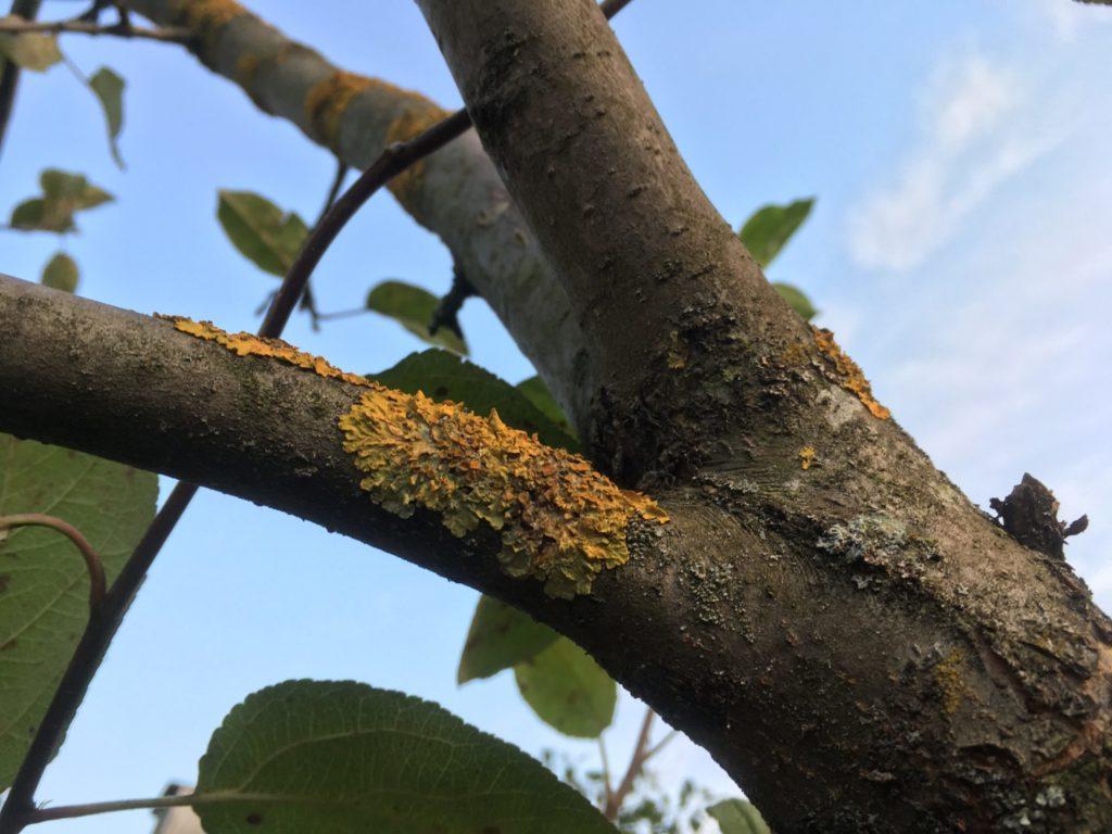 How to get rid of lichen on an apple tree, the best control methods and preventive measures