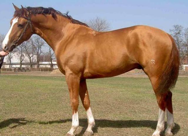 izjādes zirgs Karabahs