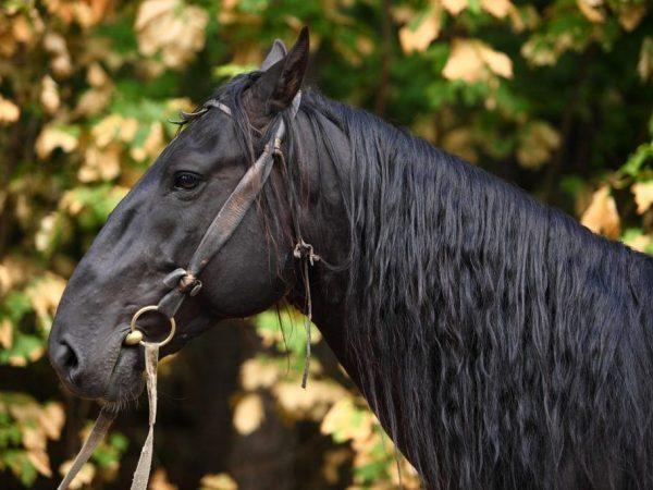 Giống ngựa Karachai