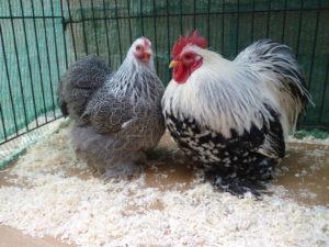 Descripció i característiques de la raça de gallines nanes Cochinchins, normes de manteniment