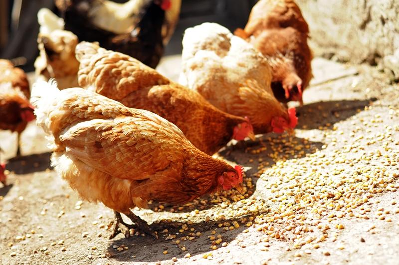 foderblandning för kycklingar