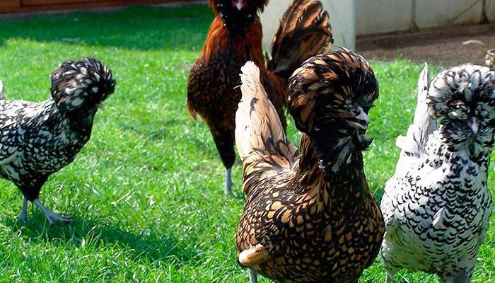 padua kycklingar