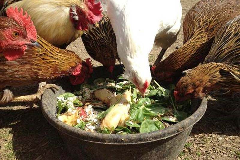 alimentant pollastres