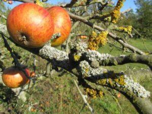 Hoe zich te ontdoen van korstmos op een appelboom, de beste controlemethoden en preventieve maatregelen