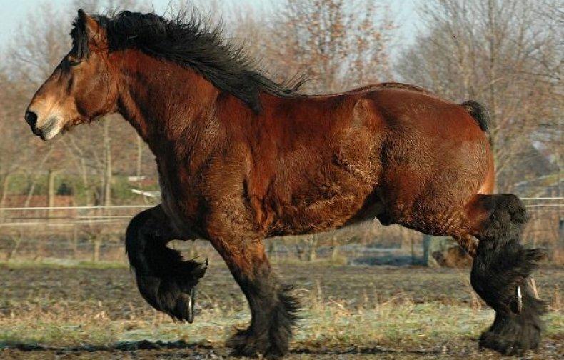 Ardennes kôň