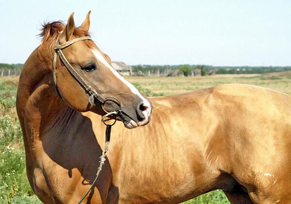 јахачки коњ Донскаиа
