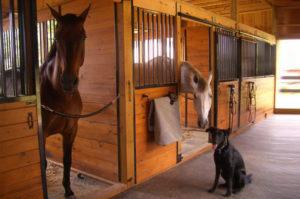 كيفية تجهيز الحصان في المنزل للمبتدئين