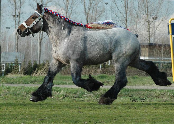 Percheronské kone