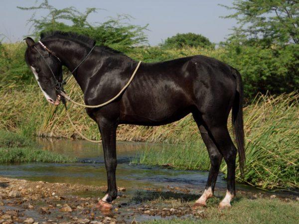 јахачки коњ Марвари