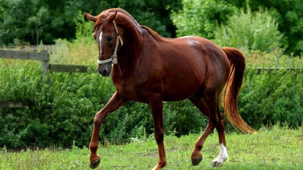 Trakehnerský kůň