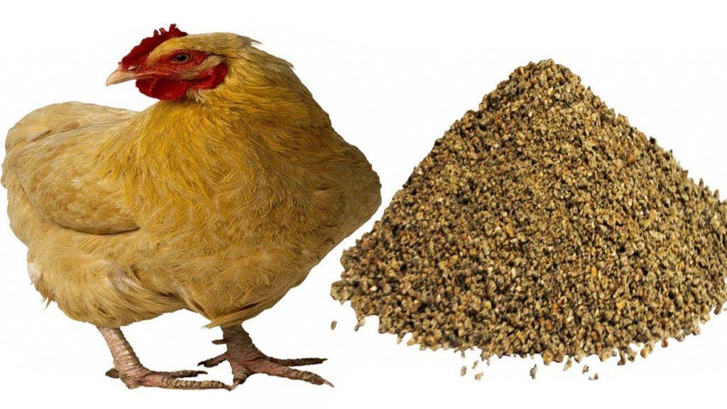 foderblandning för kycklingar