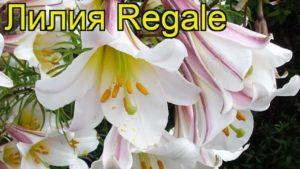 Description and characteristics of the Regale lily variety, planting and care in the open field