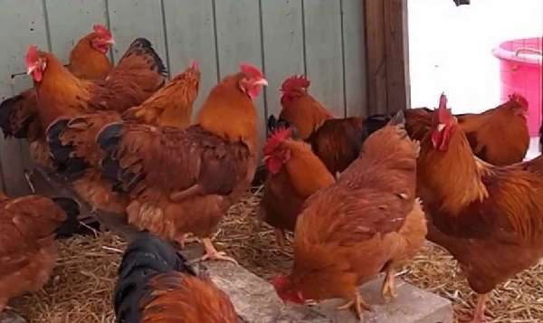A New Hampshire-i csirkefajta leírása és jellemzői, története és a karbantartási szabályok