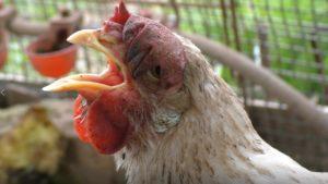 Melyek a tüsszentő csirkék tünetei és hogyan kell otthon kezelni