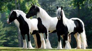 Descripció, avantatges i contres dels cavalls de remolc, normes de manteniment i cost