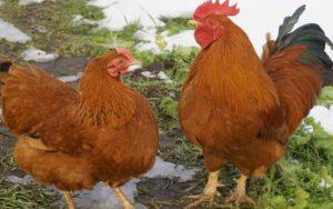 Description et caractéristiques de la race de poulet du New Hampshire, histoire et règles d'entretien