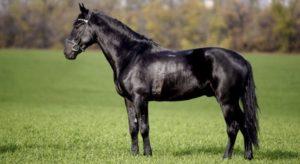 Mô tả và đặc điểm của giống ngựa Kabardian và các quy tắc bảo trì