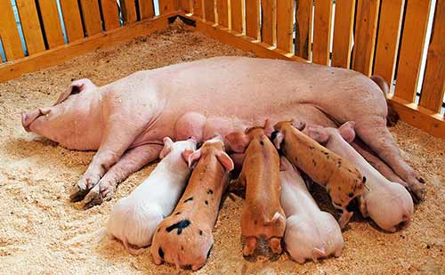 what to feed the sow after farrowing
