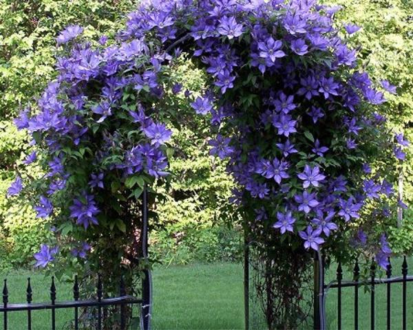 bell clematis