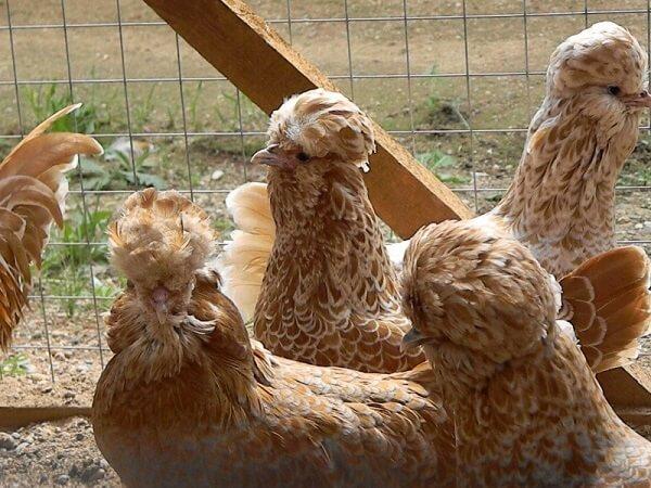 poulets de Padoue