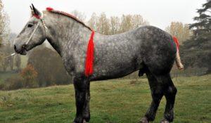Geschiedenis van oorsprong en beschrijving van het Percheron-paardenras, inhoud en kosten
