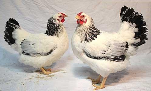 two chickens