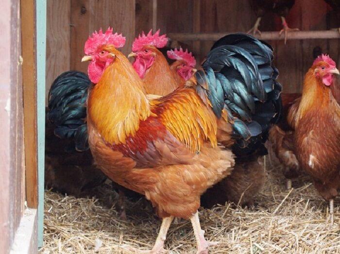 Naujoji Hampšyro viščiukų veislė