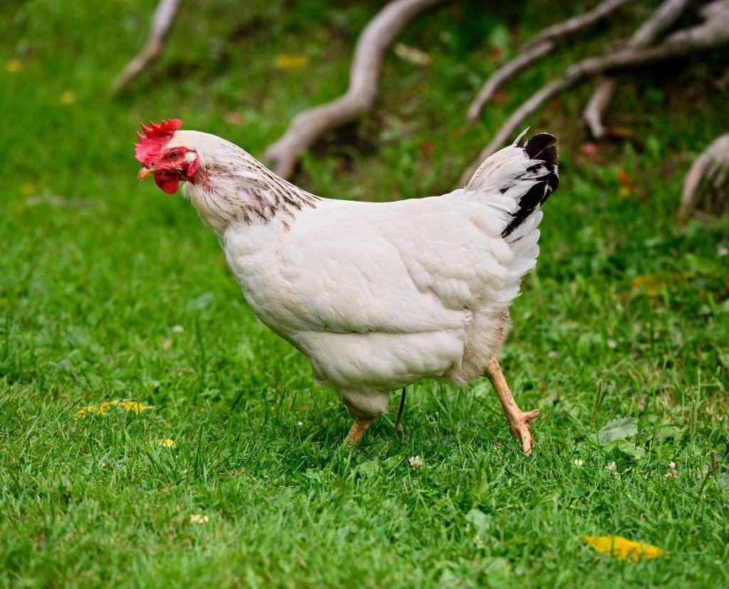 May Day breed of chickens