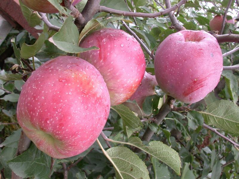 Apfel Florina