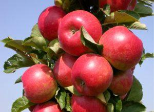 وصف وخصائص التفاح العمودي من صنف أوستانكينو وزرعه ورعايته