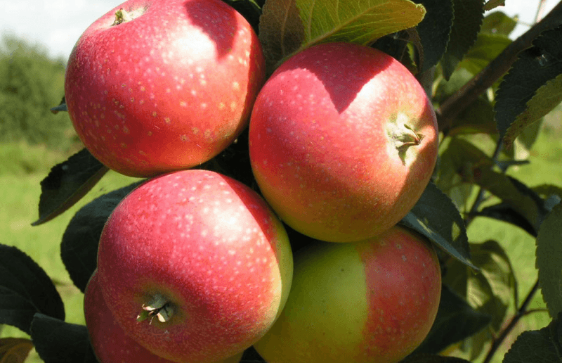 ايلينا شجرة التفاح