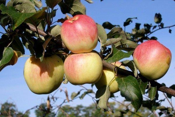 alberi di mele per la Siberia