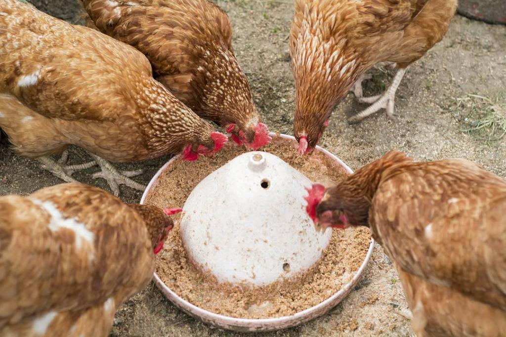 hranjenja kokoši