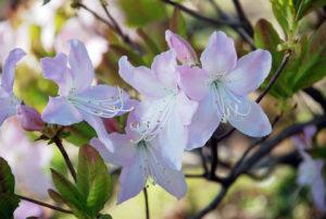 Schlippenbacho rododendro aprašymas ir ypatybės, sodinimas ir auginimas