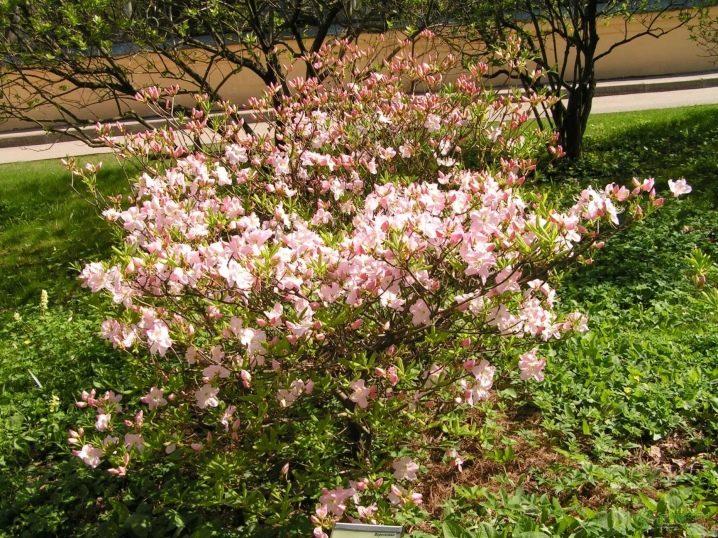 rododendro de Schlippenbach