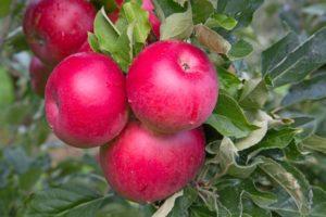 Descripció i característiques de la poma de Nadal, normes de plantació i cura