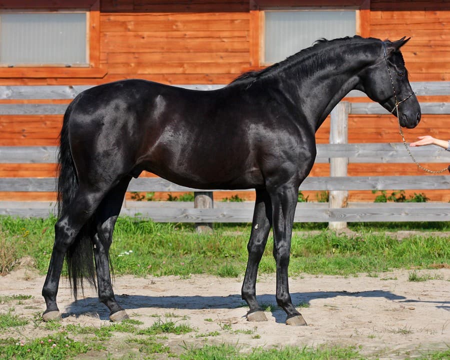 Descripciones y características de las mejores razas de caballos de montar, historial de cría y aplicación.